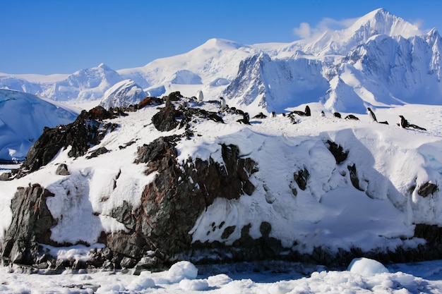 pingüinos en un paisaje nevado