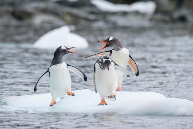 Foto pingüinos papúa en el hielo