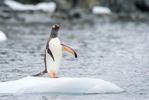 Pingüinos papúa en el hielo