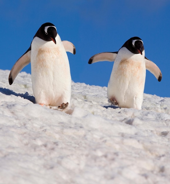 Pingüinos papúa Pygoscelis papua Isla Danko Antártida