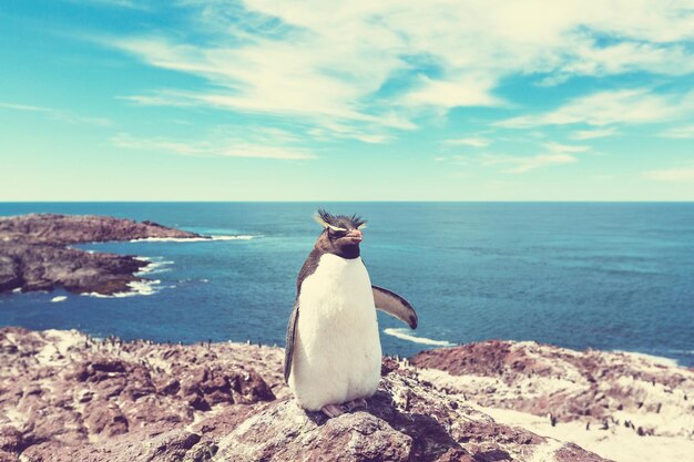 Pingüinos penacho amarillo en el sur de Argentina