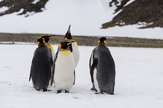 Pingüinos rey en la Antártida en la isla de Georgia del Sur