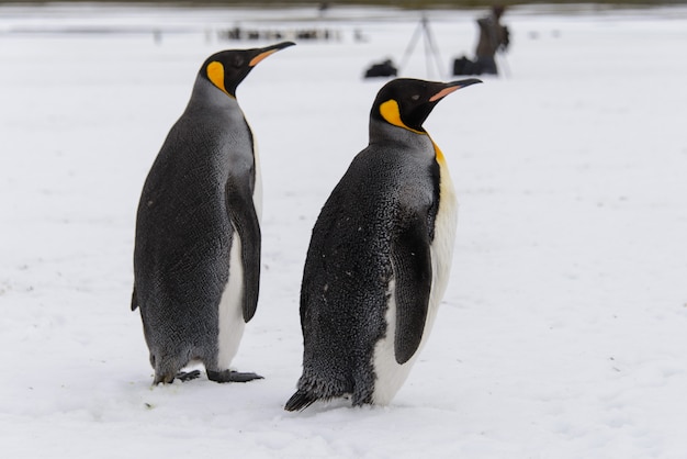 Pingüinos rey en la Antártida en la isla de Georgia del Sur