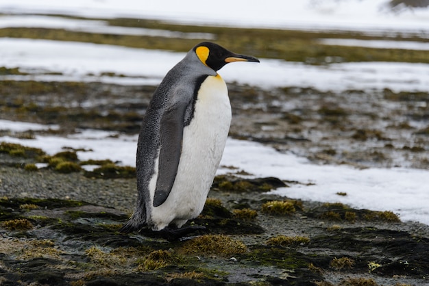 Pingüinos rey en la Antártida en la isla de Georgia del Sur