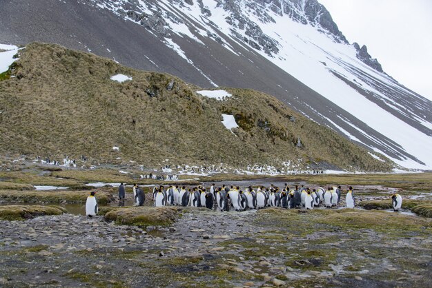 Pingüinos rey en la Antártida