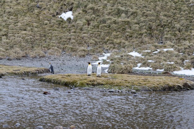 Pingüinos rey en la Antártida