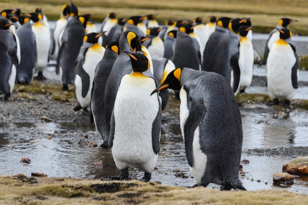 Pingüinos rey en la Antártida