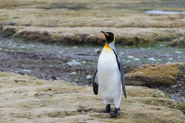 Pingüinos rey en la Antártida