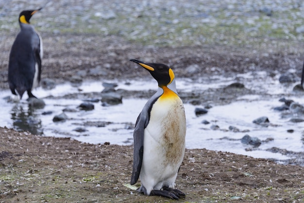 Pingüinos rey en la Antártida