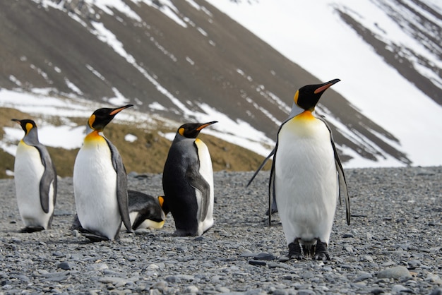 Pingüinos Rey en la isla de Georgia del Sur