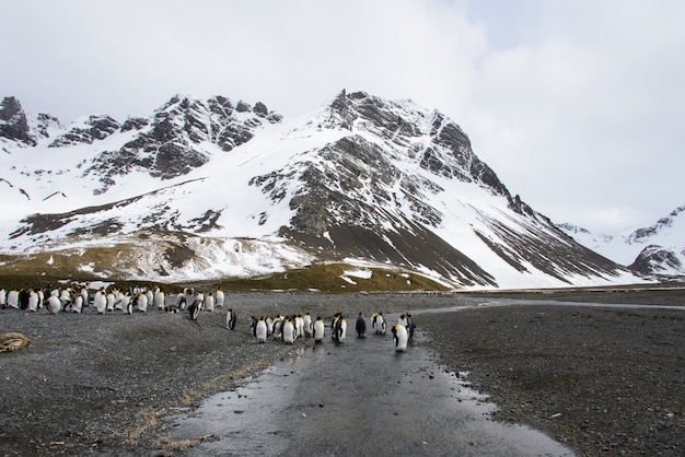 Pingüinos Rey en la isla de Georgia del Sur