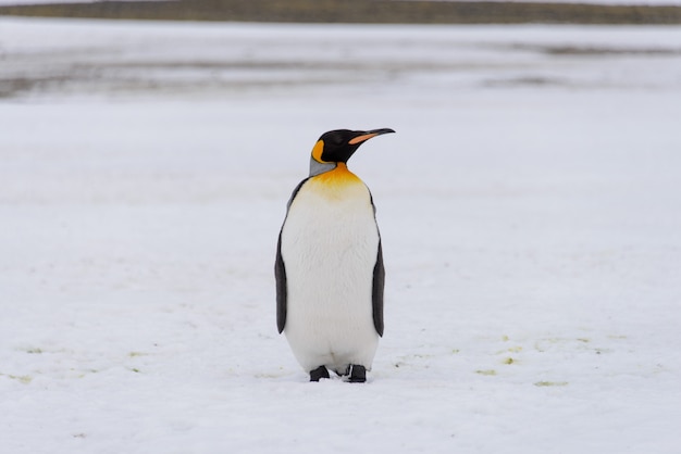 Pingüinos Rey en la isla de Georgia del Sur