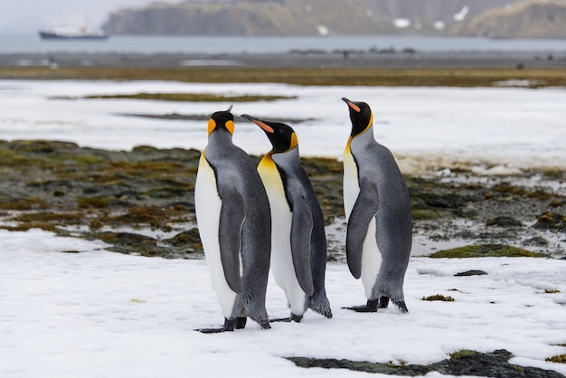 Pingüinos Rey en la isla de Georgia del Sur