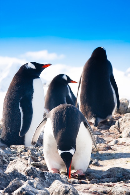 Foto pingüinos en una roca