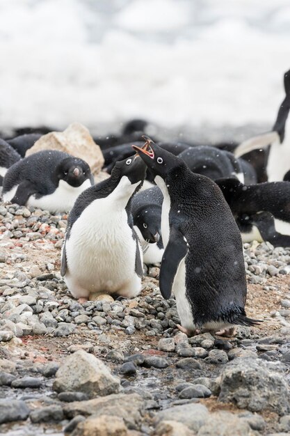 Foto pingüinos en las rocas