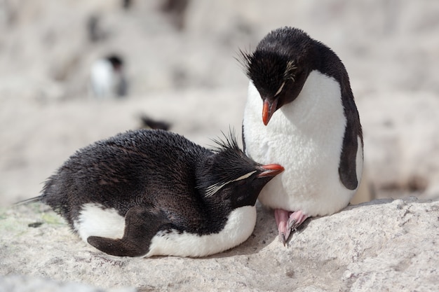 pingüinos sentados en la playa rocosa