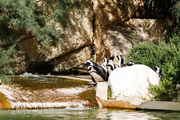 Pingüinos tropicales en la playa cerca de la piscina, pingüinos en el zoológico, pingüinos en un día de verano