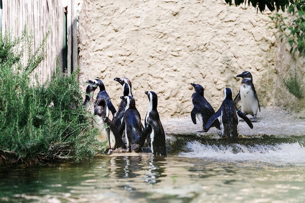 Pingüinos tropicales en la playa cerca de la piscina, pingüinos en el zoológico, pingüinos en un día de verano