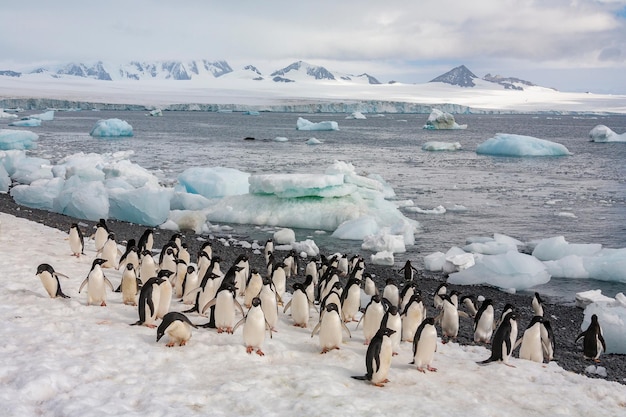 Pinguins Adelie Brown Bluff Antártica