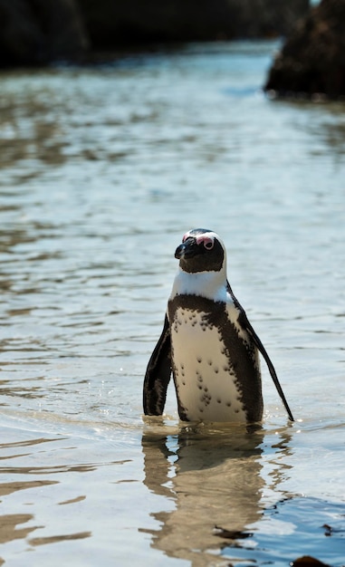 Pinguins africanos em Boulders Beach