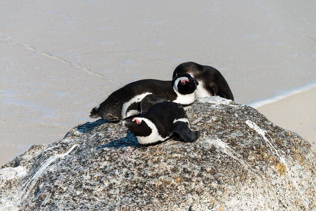 Pinguins africanos em Simonstown, África do Sul