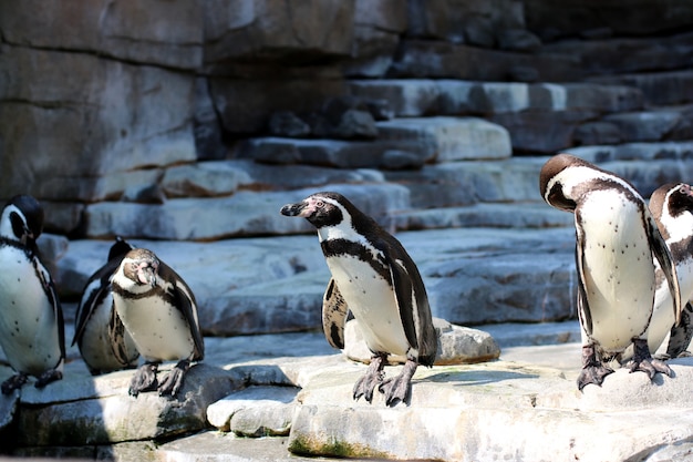 pinguins brincando no habitat do zoológico