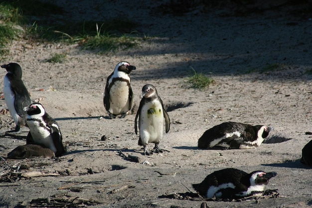 Pinguins cape town áfrica do sul