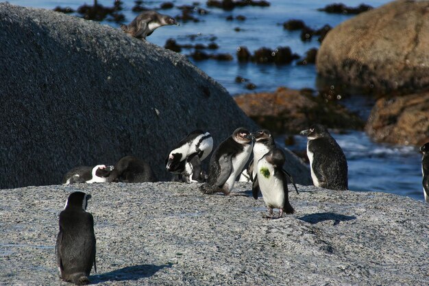 Pinguins Cape Town África do Sul