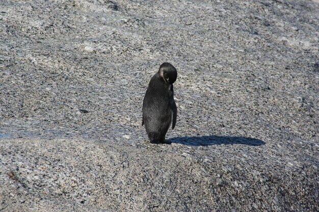 Pinguins Cape Town África do Sul