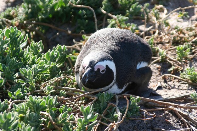 Pinguins Cape Town África do Sul