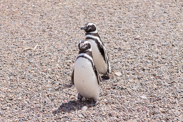 Pinguins de Magalhães, colônia de pinguins de Punta Tombo, Patagônia
