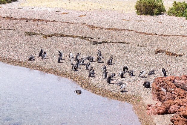 Foto pinguins de magalhães. colônia de pinguins punta tombo, patagônia, argentina