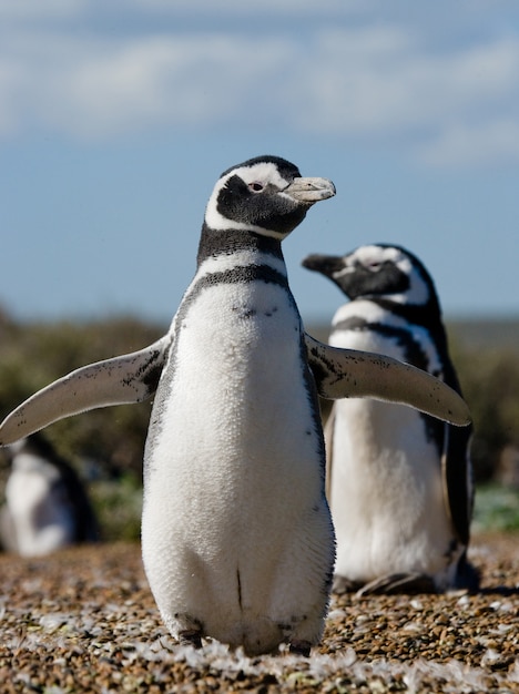 Pinguins de Magalhães na colônia da Argentina na Península Valdes