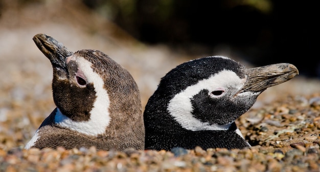 Pinguins de Magalhães na colônia da Argentina na Península Valdes