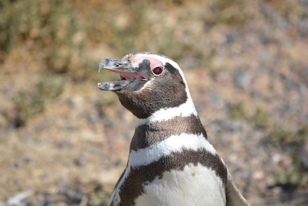 Pinguins em Punta Tombo Chubut, Argentina