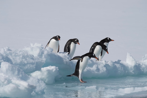 Pinguins Gentoo no gelo