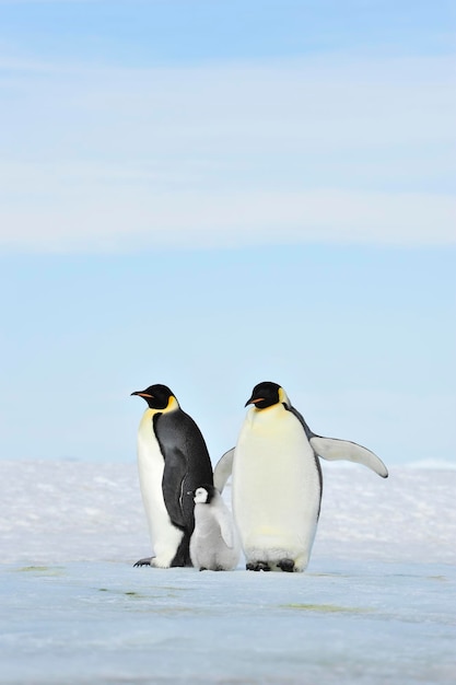 Pinguins imperador no gelo