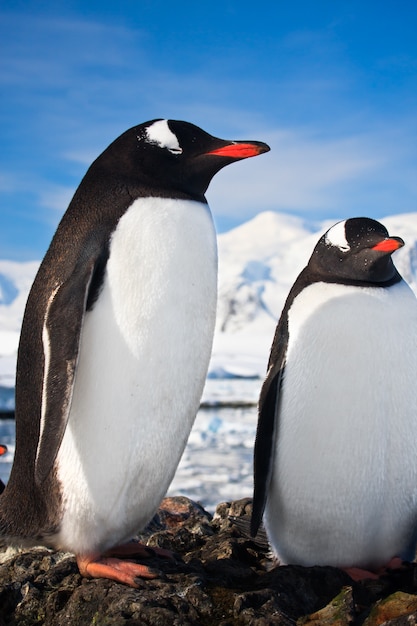 Pinguins na Antártica