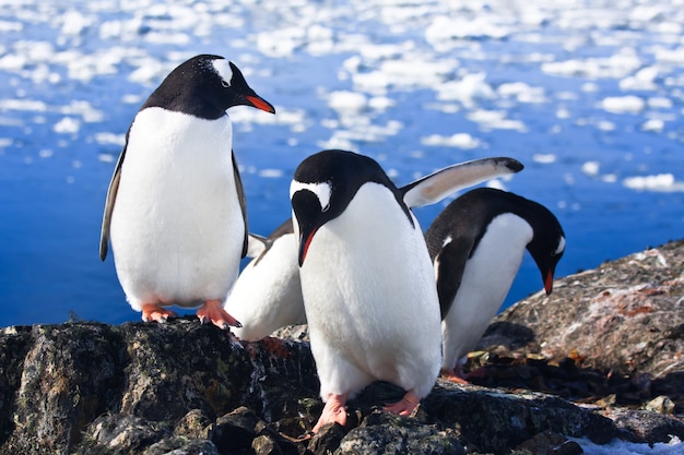 Pinguins na Antártica