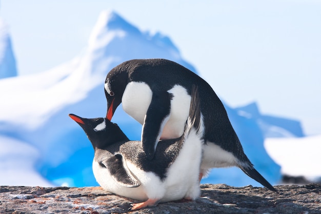 Pinguins na Antártica