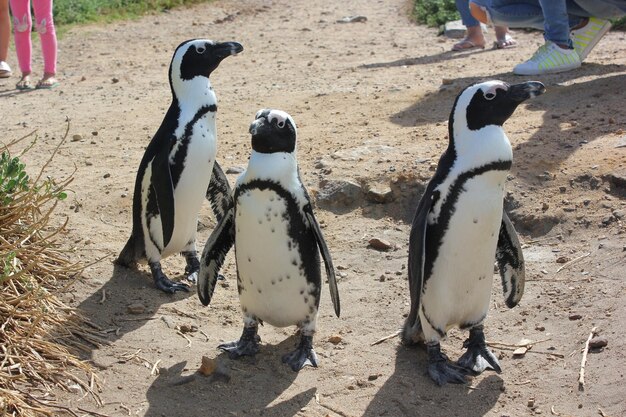 Foto pinguins na baía de bettys, áfrica do sul pinguins em bettys bay, sudáfrica