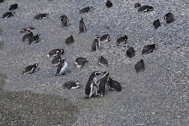 Pinguins na ilha do canal de beagle fecham a cidade de ushuaia, na terra do fogo, argentina