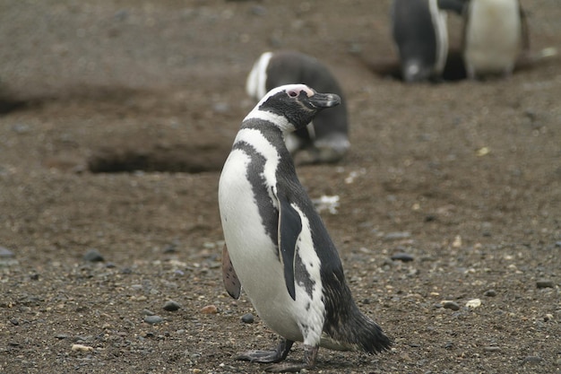 Pinguins na Isla Magdalena Chile