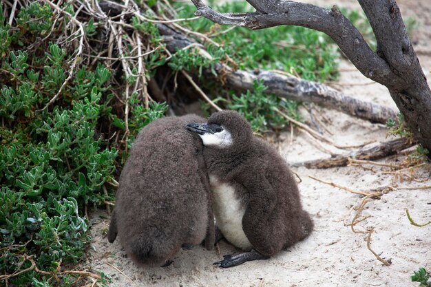 Pinguins na praia na cidade do cabo