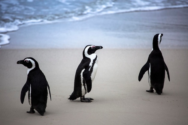 Pinguins na praia na Cidade do Cabo