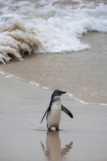 Pinguins na praia na cidade do cabo