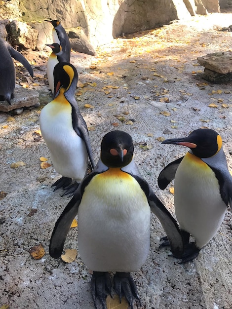 Foto pinguins na rocha