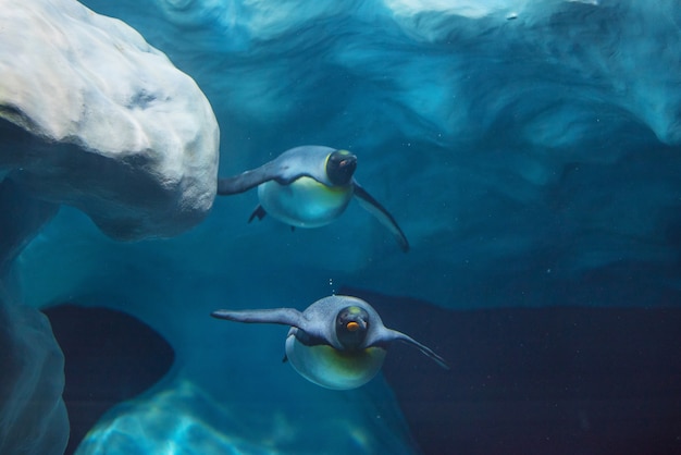 Pinguins nadando debaixo d'água