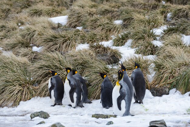 Pinguins-rei na antártica