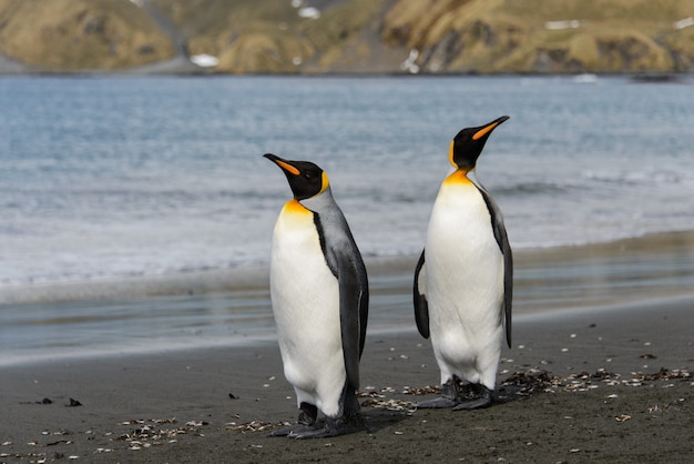 Foto pinguins-rei na ilha da geórgia do sul